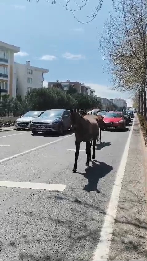 BAŞIBOŞ ATLAR ŞEHİRDE YOLLARI MESKEN TUTTU TRAFİĞİ ARKASINA ALAN ATLAR ŞEHİRDE TUR ATTI