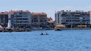 marmara-nin-surpriz-misafirleri-iki-yunus-tek-20057391_amp