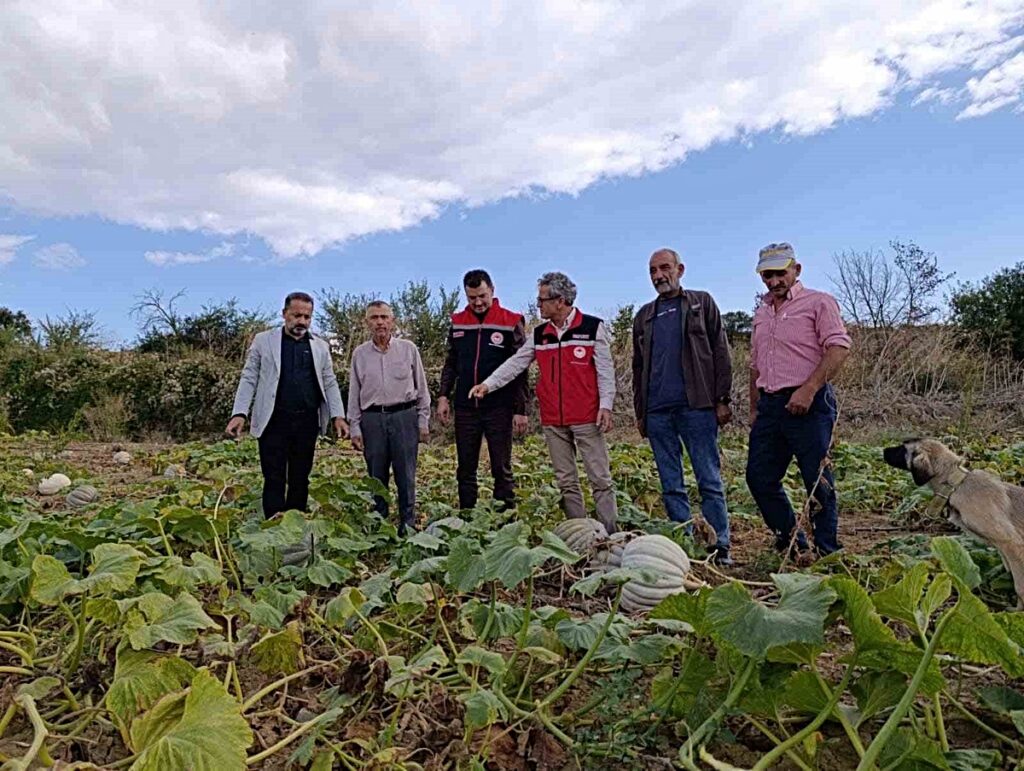 tekirdag-da-tarladan-sofraya-bal-kabagi-mesai-2-20249516_amp