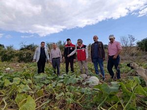 tekirdag-da-tarladan-sofraya-bal-kabagi-mesai-2-20249516_amp